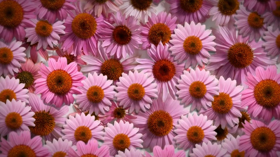 Echinacea EFLA®894: Have you heard of the miracle plant Echinacea?